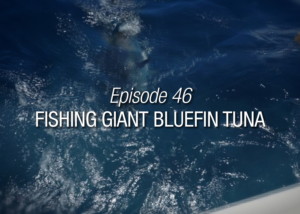 Fishing Giant Bluefin Tuna