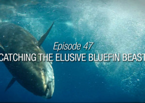 catching-the-elusive-bluefin-beast